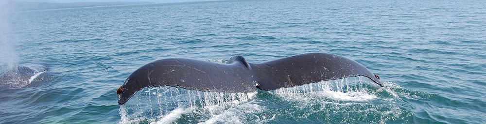 Whales of Xunaa Whale Watching Tours in Hoonah, Alaska.