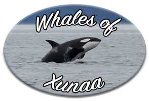 Whales of Xunaa small group whale watching tours in Hoonah, Alaska.