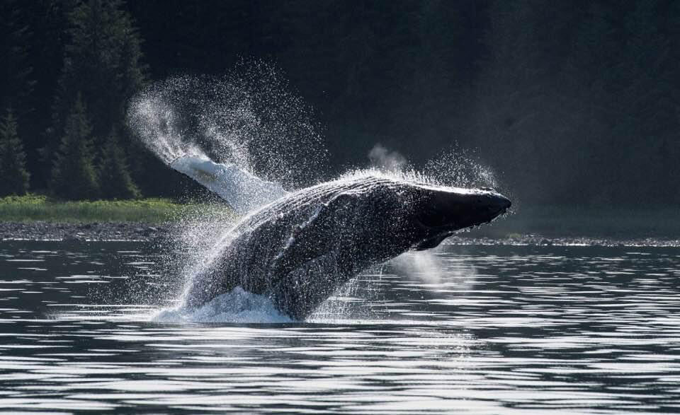 Whale watching in Hoonah is an incredible experience.