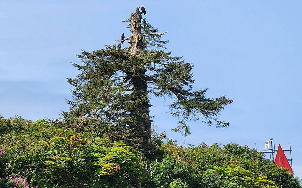 Bald eagles are plentiful in the Hoonah Alaska area.
