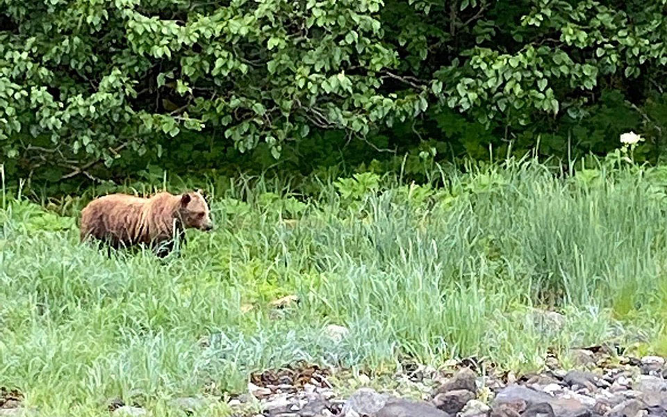 Bear sightings are a regular occurance around Hoonah Alaska.