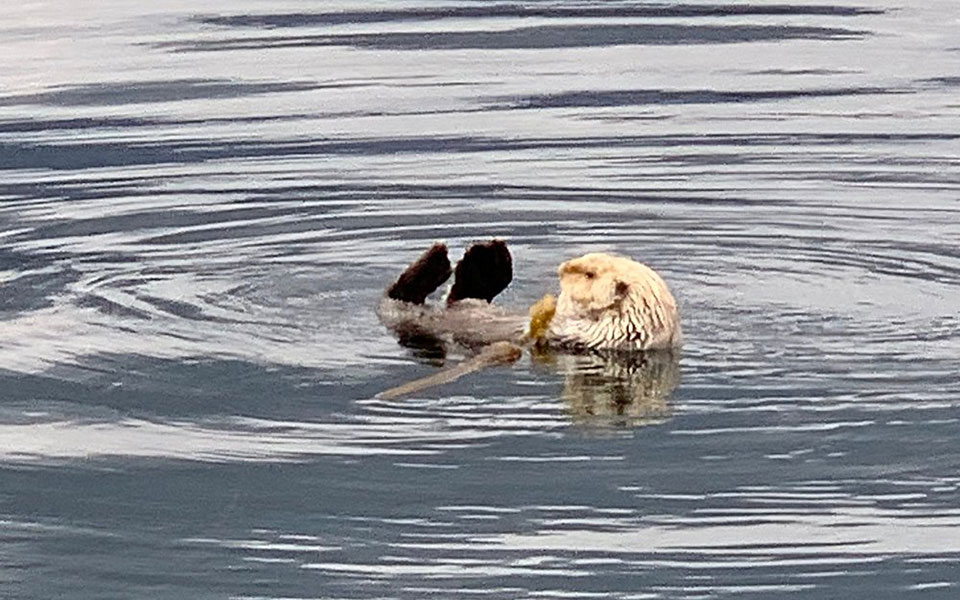 Sea otter love to hang around the shores of Hoonah Alaska.