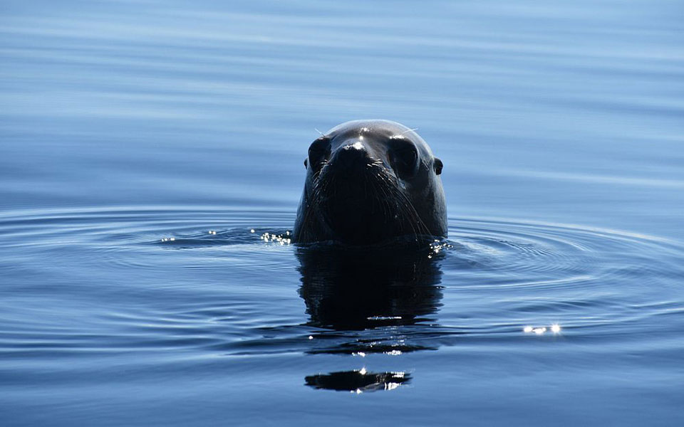 Steller sea lions are abundant in the Hoonah, Alaska, area.